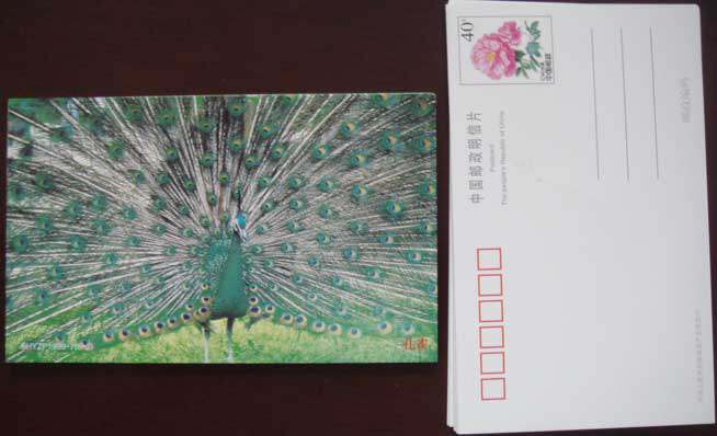 RMBone special price PP12 < rose flowers > 40 ordinary postage postcard animal topic-Peacock