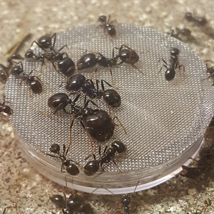 Condensation Water Feeder Ice City Ant Nest Queen Nest Workshop Castle Pet Leant Nest