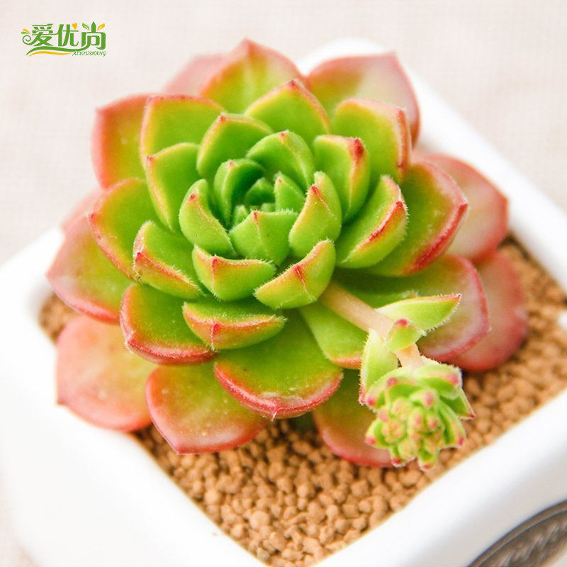 �����ж���ֲ������