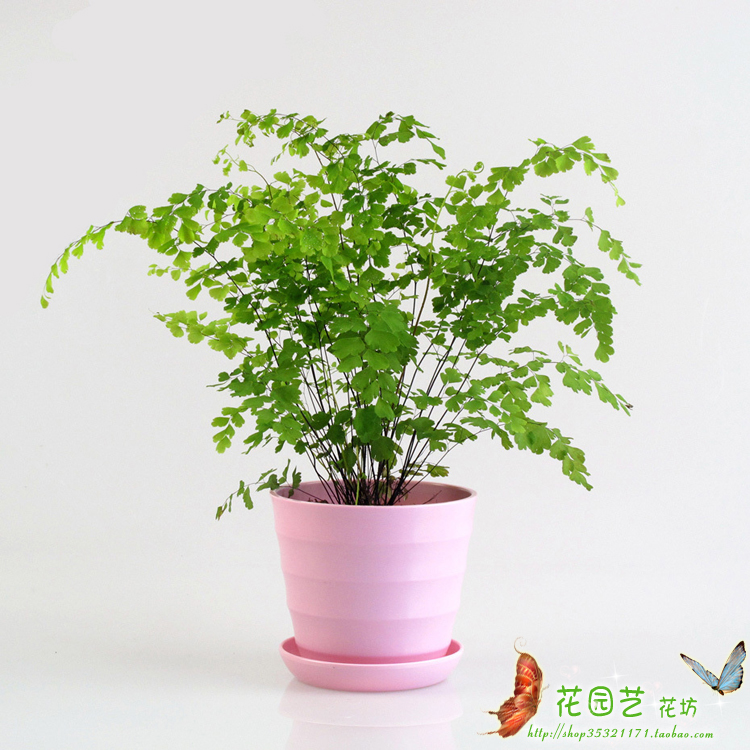 Adien likes shade-resistant indoor Chlorophyllum foliage plants potted evergreen green plants
