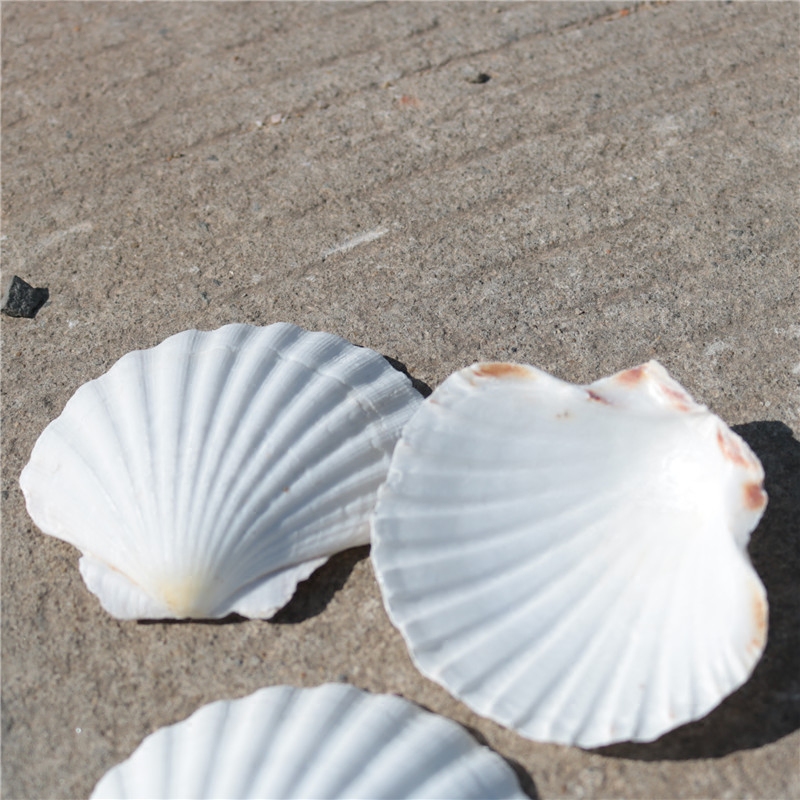 Natural Sea Snail White Shells Large Scallop Barbecue Scallop Shell Painting Graffiti Fish Tank Building Decoration Patch Wall
