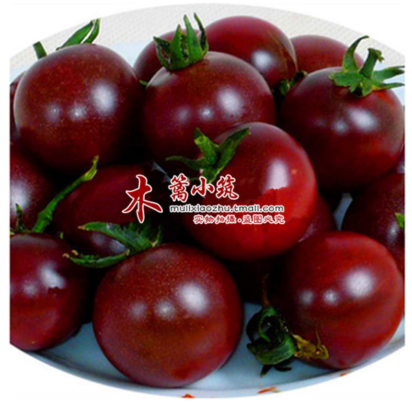 小西红柿【紫果一号】圣女果 爬藤小番树小番茄