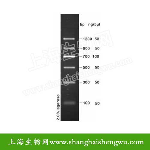 DNA Marker II  50T 250ul DNA Marker分子量标准R04024 核酸电泳