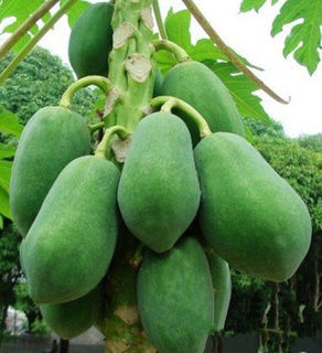 Fresh local milk a green papaya