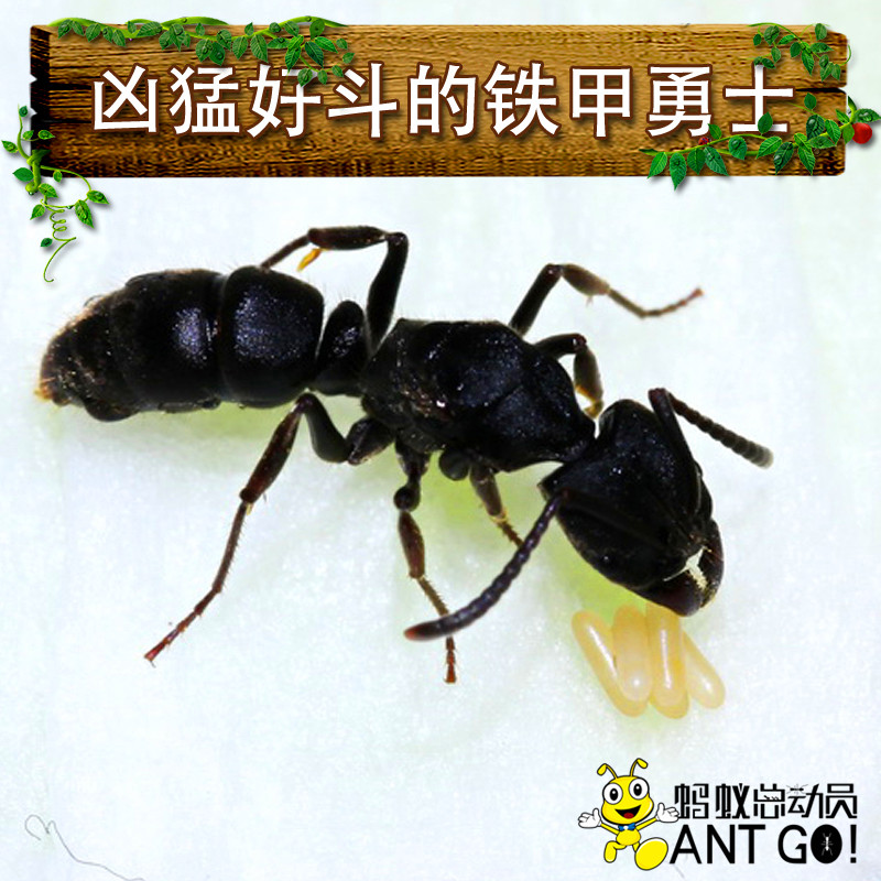 Agile flat head fierce ant Pachycondyla astuta flat head thick knot animal pet Ant insect
