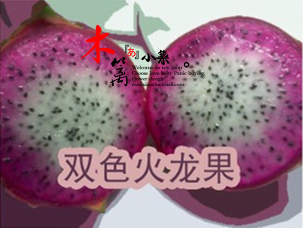 【双色火龙果】盆栽地栽庭院植物扦插台湾黄皮黄肉火龙果 产量高