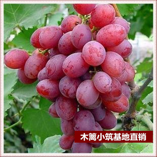 【美国红提】当年结葡萄苗 庭院阳台盆栽地栽葡萄苗 南北方种植
