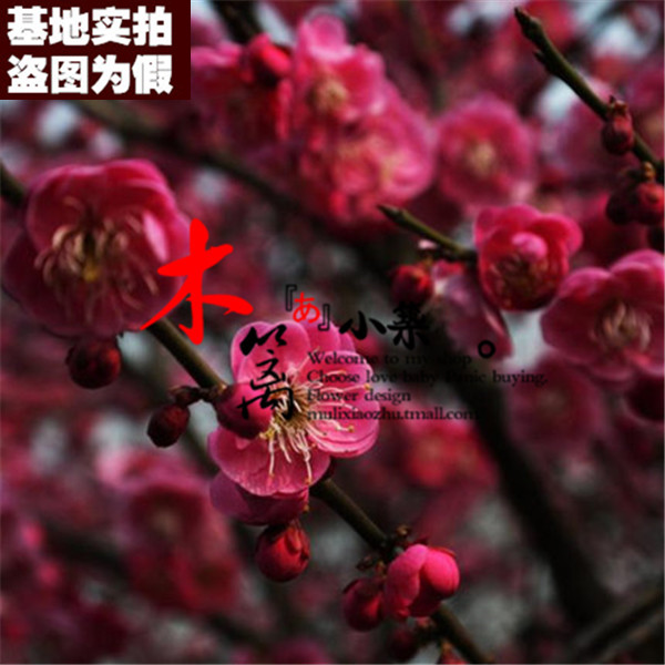 【骨里红梅花16】当年可开花 精品梅花苗 阳台庭院盆栽地栽