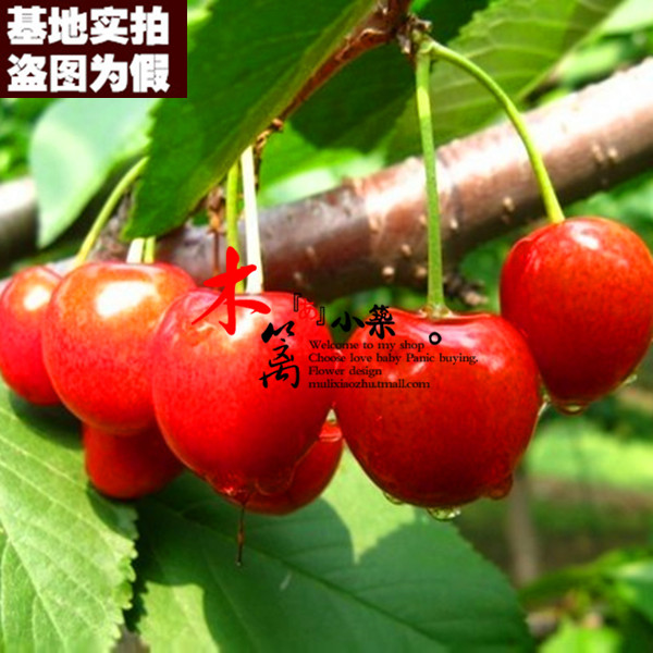 【龙冠15】盆栽地栽车厘子樱桃苗嫁接苗当年结苗全国适宜