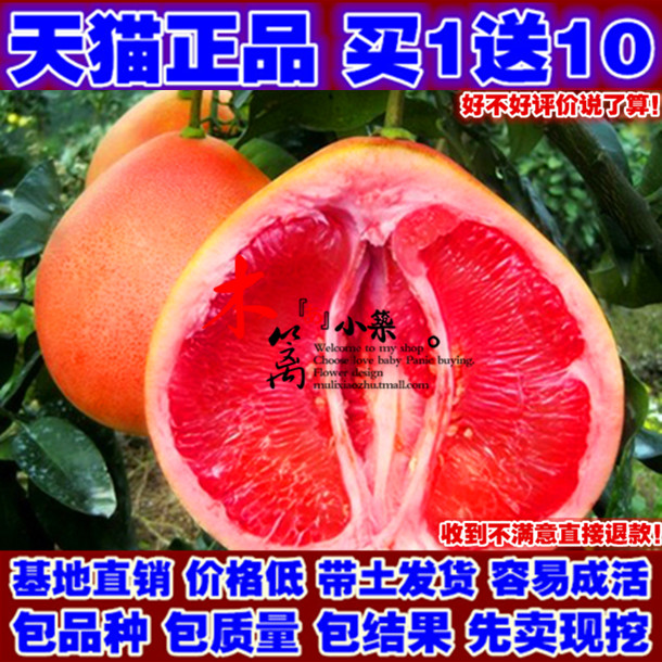 正宗红肉蜜柚苗 嫁接红心蜜柚 南方北方盆栽柚子苗 观果绿植盆栽