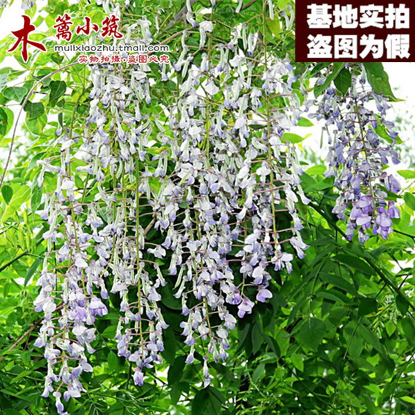 【本白玉藤16】庭院花卉多花紫藤花苗紫藤树紫藤萝紫藤苗爬藤植物