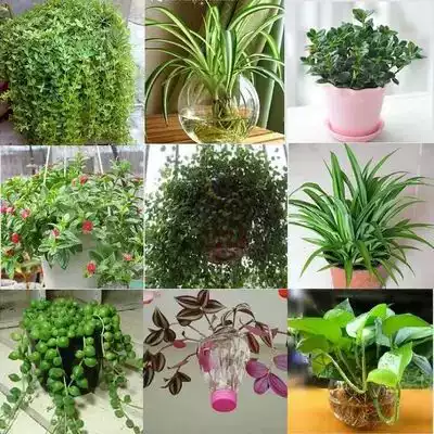 吊蘭盆栽金心金邊常春藤金魚口紅黃金葛牡丹千葉青葉吊竹梅佛珠