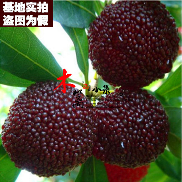 【东魁杨梅15】杨梅苗东魁杨梅苗盆栽地栽 庭院盆栽植物带土发货