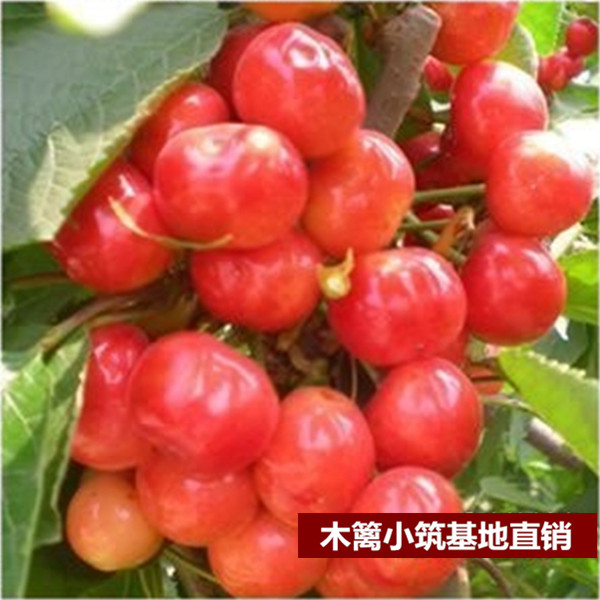 【美早樱桃】盆栽地栽车厘子樱桃苗樱桃苗 当年结苗 全国适宜