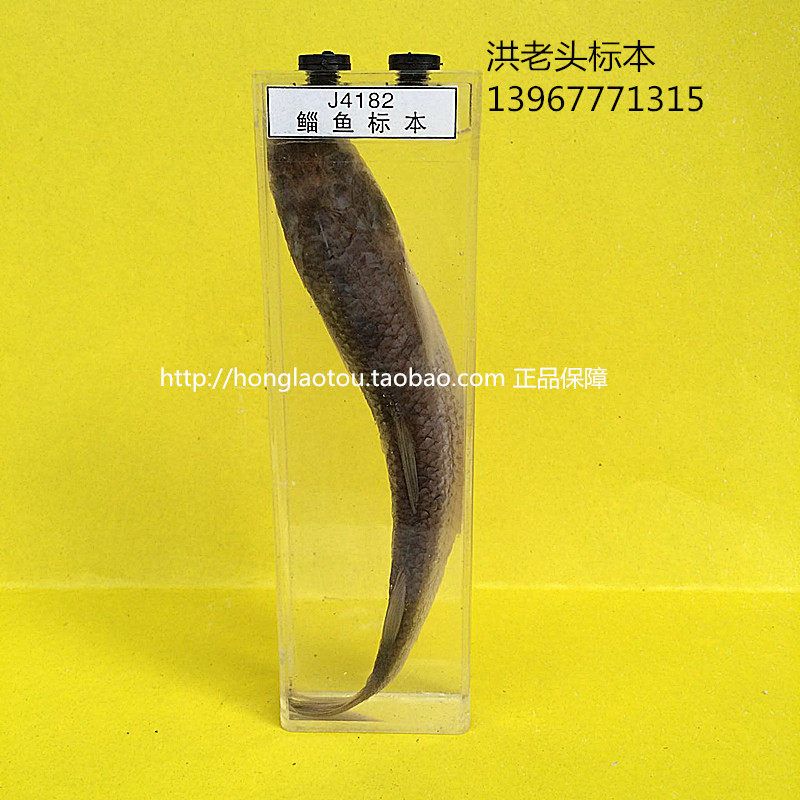 科教教育标本生物教学标本幼教小学中学配套标本鲻鱼浸制标本