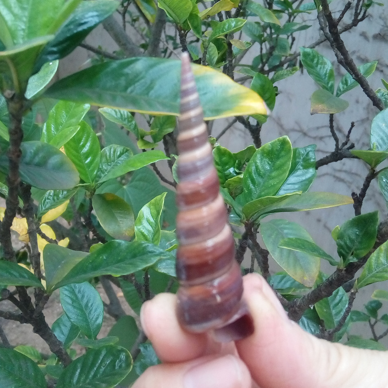 Natural sea snails seashells long screwup snail pagoda stud Snail Pen Snail Hand material Water family fish tank Scape Decoration