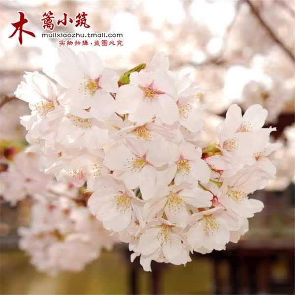 庭院植物 日本樱花苗 樱花苗木盆栽/地栽【染井吉野樱】樱花花苗