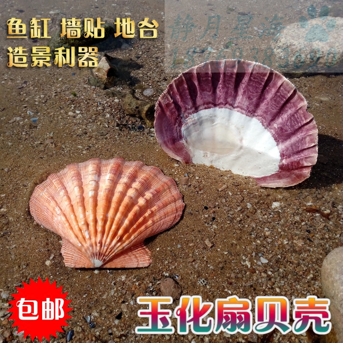 Natural Sea Snail Shells Scallop Shell Fish Tank Aquarium Creative View Terrace Wall Stickup Residence Decoration Pendulum