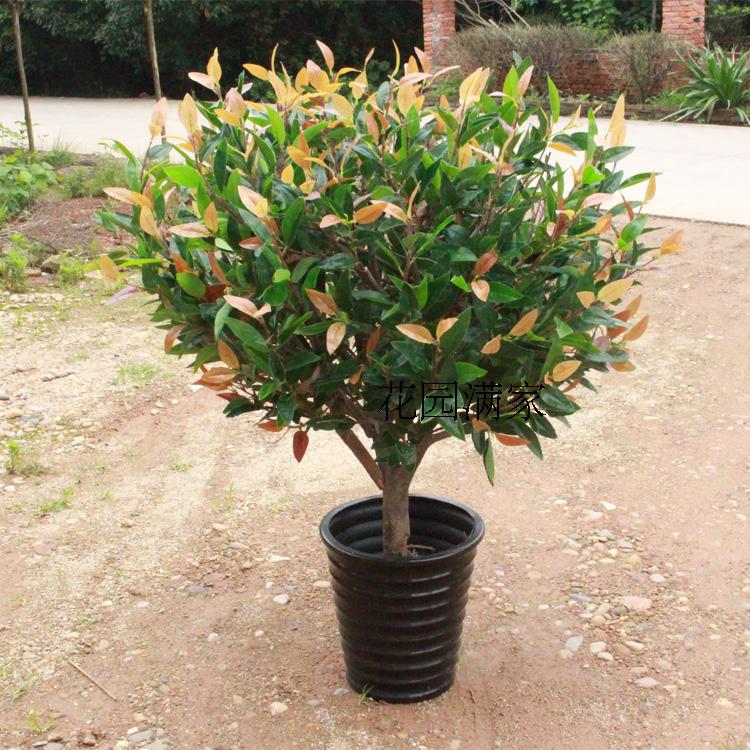 Simulation Plant Fake Tree Red Leaf Olive Ground Bonsai Laurel Potted Plant Decoration Red Nana Bush Indoor Engineering Direct