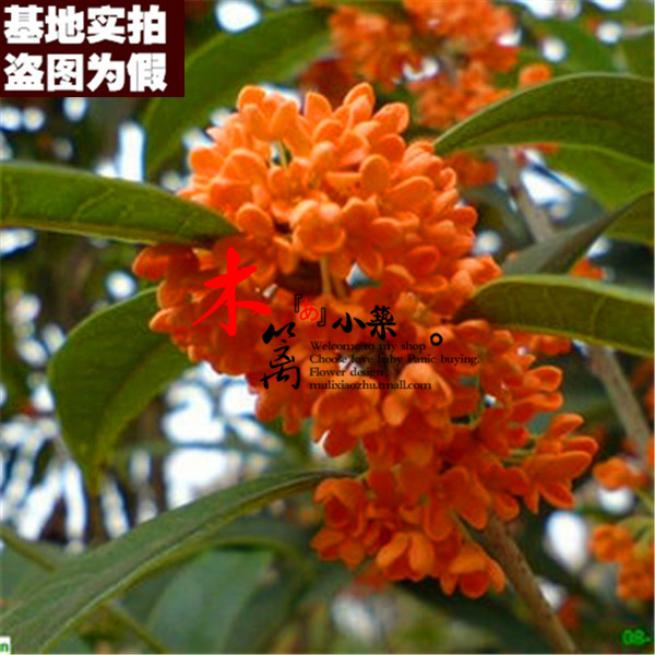 【沉香桂17】室内盆栽花卉 丹桂金桂银桂四季桂花苗【10粒装】