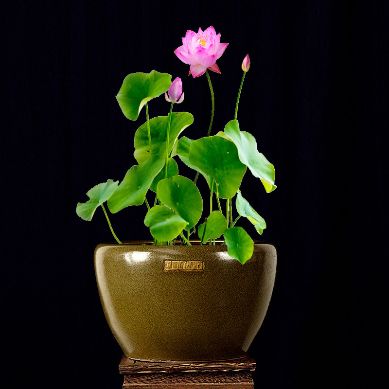 �����������մɽ����c146