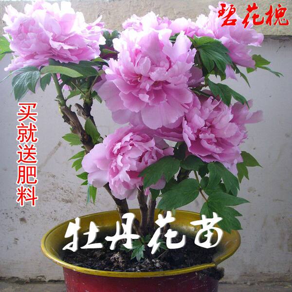 碧花槐 洛阳牡丹花苗 优惠券折后¥2.9包邮(¥5.9-3)多品种可选 碧花槐 洛阳牡丹花苗 优惠券折后¥2.9包邮(¥5.9-3)多品种可选