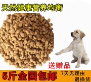 Số lượng lớn chó con thức ăn cho chó Teddy Golden Retriever chó con thức ăn cho chó Chó ăn thức ăn chính của chó