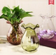 Ou Shui Fugui Tre thủy canh hoa chậu thủy tinh Bình hoa lớn Cây hoa Lily Chèn trang trí Vasware - Vase / Bồn hoa & Kệ giỏ hoa treo tường Vase / Bồn hoa & Kệ