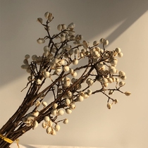 Tallow fruit Small white fruit natural twigs dried flowers Eternal life DIY with flowers White barley fruit gift box flower decoration