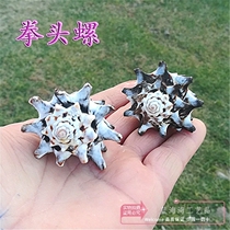  Natural conch shell fist snail gear snail Aquarium fish tank landscaping window design Home collection ornaments