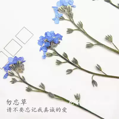 Don't forget the grass with branches, embossed dried flowers, epoxy dried flowers, mobile phone protective shell, plant teaching specimens, 12 packs