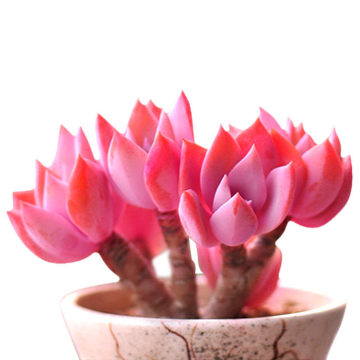 一抹香盆栽 室内碰碰香 香多肉植物 客厅驱虫净化空气绿植花卉