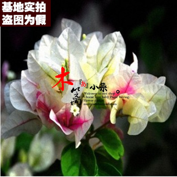 【红心16】盆景室内绿植 盆栽重瓣三角梅苗 攀援花卉 当年开花