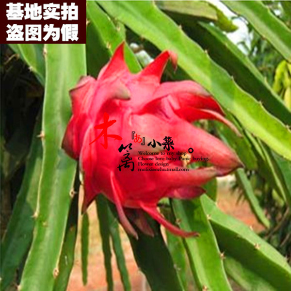 火烛15 盆栽 火龙果 红心 红肉 紫肉 带根粗壮 果大肉多 苗