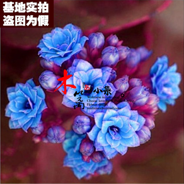 【蓝天使16】长寿花苗 花卉盆栽 净化空气 办公室电脑防辐射