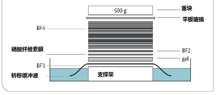 BF1Blotting paper 吸墨纸Munktell 尺寸460&times;570mm 货号:143309