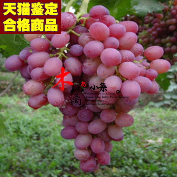 【京秀】当年结葡萄苗 庭院阳台盆栽地栽葡萄苗 南北方种植