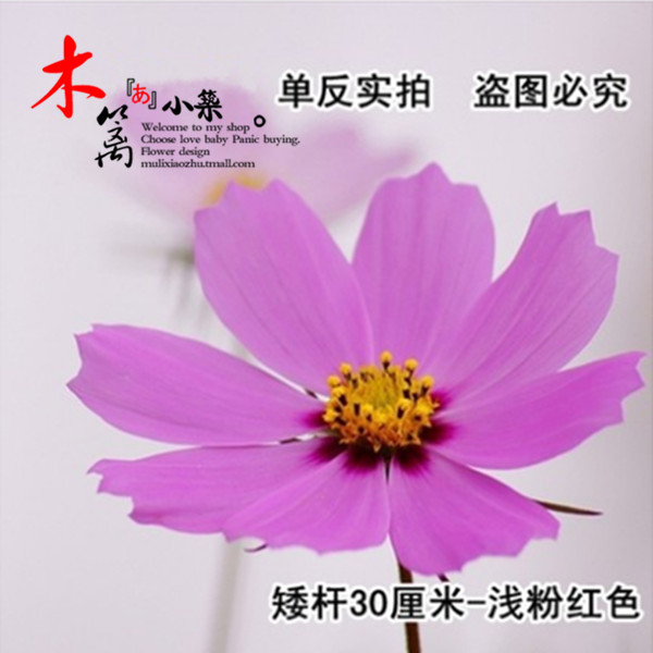 波斯菊花【矮杆浅粉红】阳台花卉盆栽花草大波斯菊格桑花