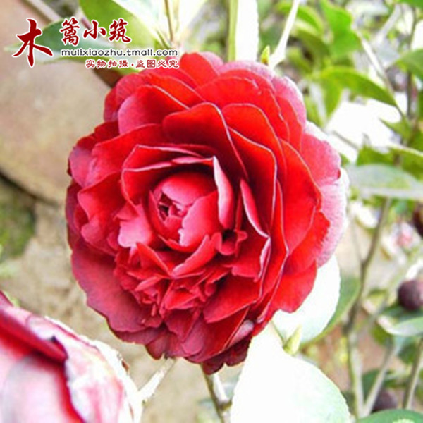 阳台庭院盆栽地栽山茶花树 精品茶花苗【红丝】年宵花卉