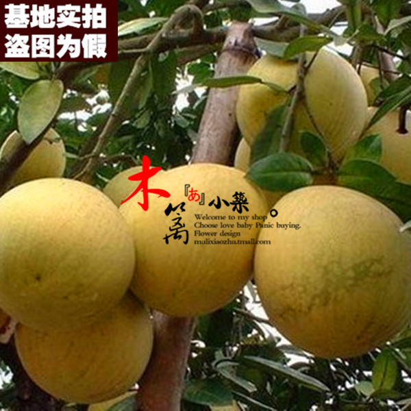 【垫江白柚15】果樹苗柚子樹苗柚子苗庭院嫁接柚子苗盆栽地栽