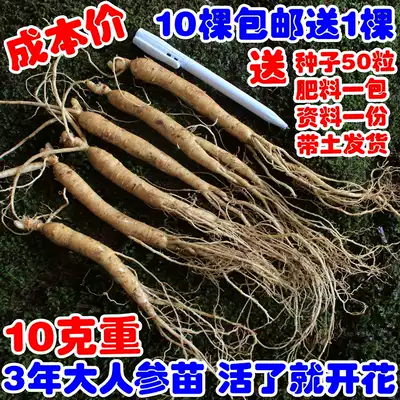 (4-year ginseng seedlings)Ginseng seedlings, ginseng bonsai mountain ginseng seedlings, fresh ginseng seedlings, Changbai Mountain ginseng, mountain ginseng seedlings