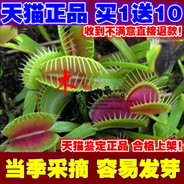 盆栽地栽阳台庭院花卉植物 食虫草/捕蝇草 驱蚊植物夏季除虫