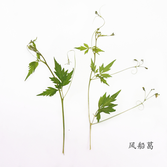 Wind boat Ge vane Flowers Embossing Dry Flowers Natural Drying Flowers Mobile Phone Protection Shell Plant Teaching Specimens 10 Clothes