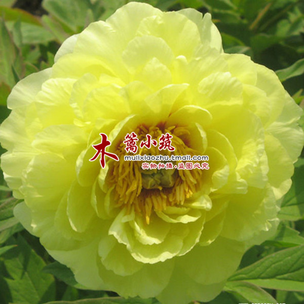 精品盆栽 庭院蓝色 牡丹花苗【海黄】极其珍贵