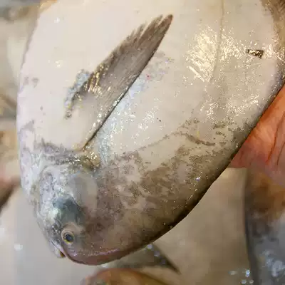 Zhoushan boat frozen wild big Pomfret long scale woman Donghai big gray Pomfret flat fish 1 3-2 jin more retreat less
