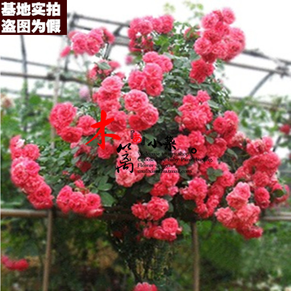 【仙女散花16】欧月藤本月季苗 盆栽地载爬藤攀援蔷薇玫瑰花苗