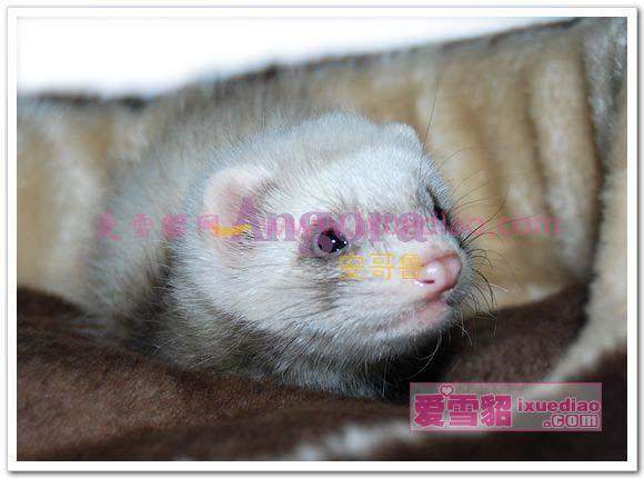 Pet Minke Air Transport Pets Ferrets Marten Air aeroplanes