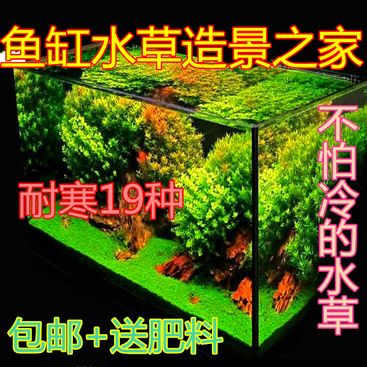 水草种子鱼缸水草造景套餐组合池塘鱼池水草包邮送肥料水草 水草种子鱼缸水草造景套餐组合池塘鱼池水草包邮送肥料水草