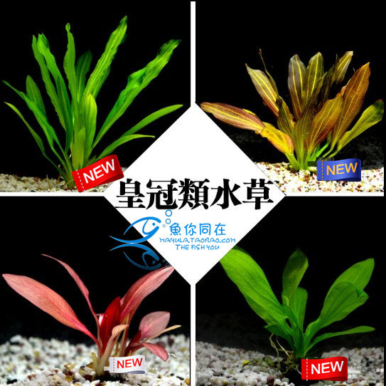 Uruguay aquatic plant living grass Large leaf green red nine crowns Red Dan head Green Dan head negative grass carp tank aquarium landscaping