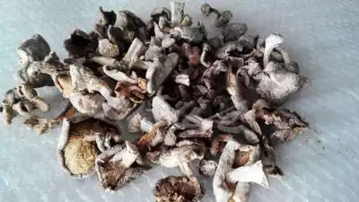 Edible agricultural products One kilogram of mushroom purple flower face in the grassland of the Karun Bell Prairie in Inner Mongolia, Mainland China